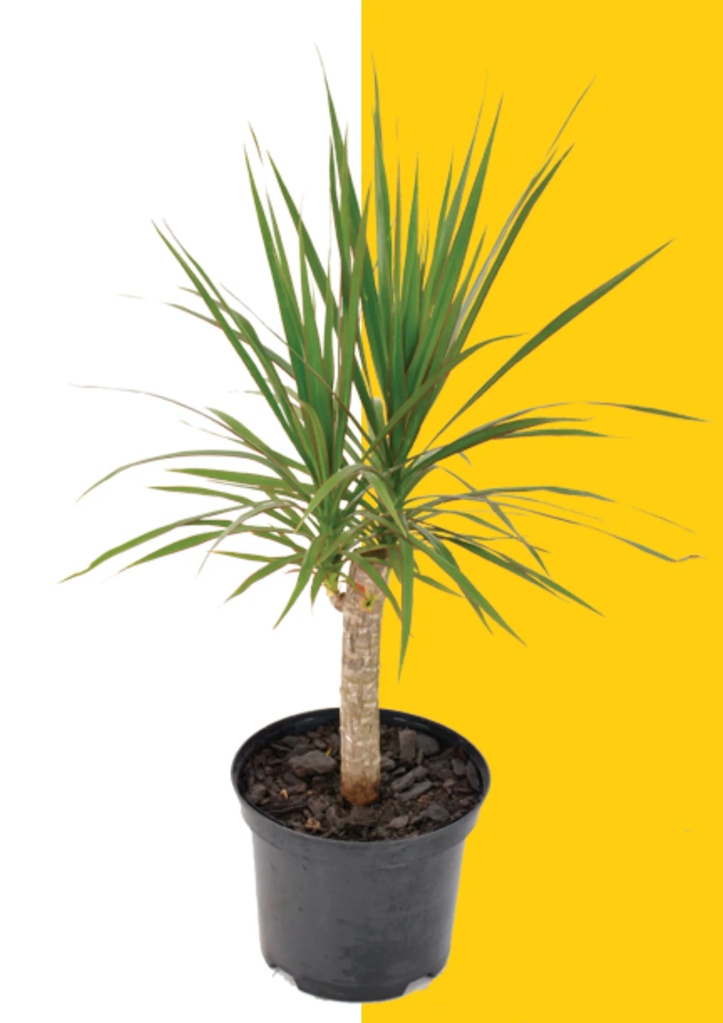 Angazi Dragon tree 20cm