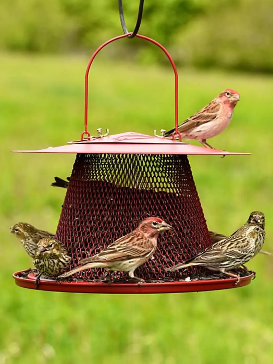 Cardinal Feeder