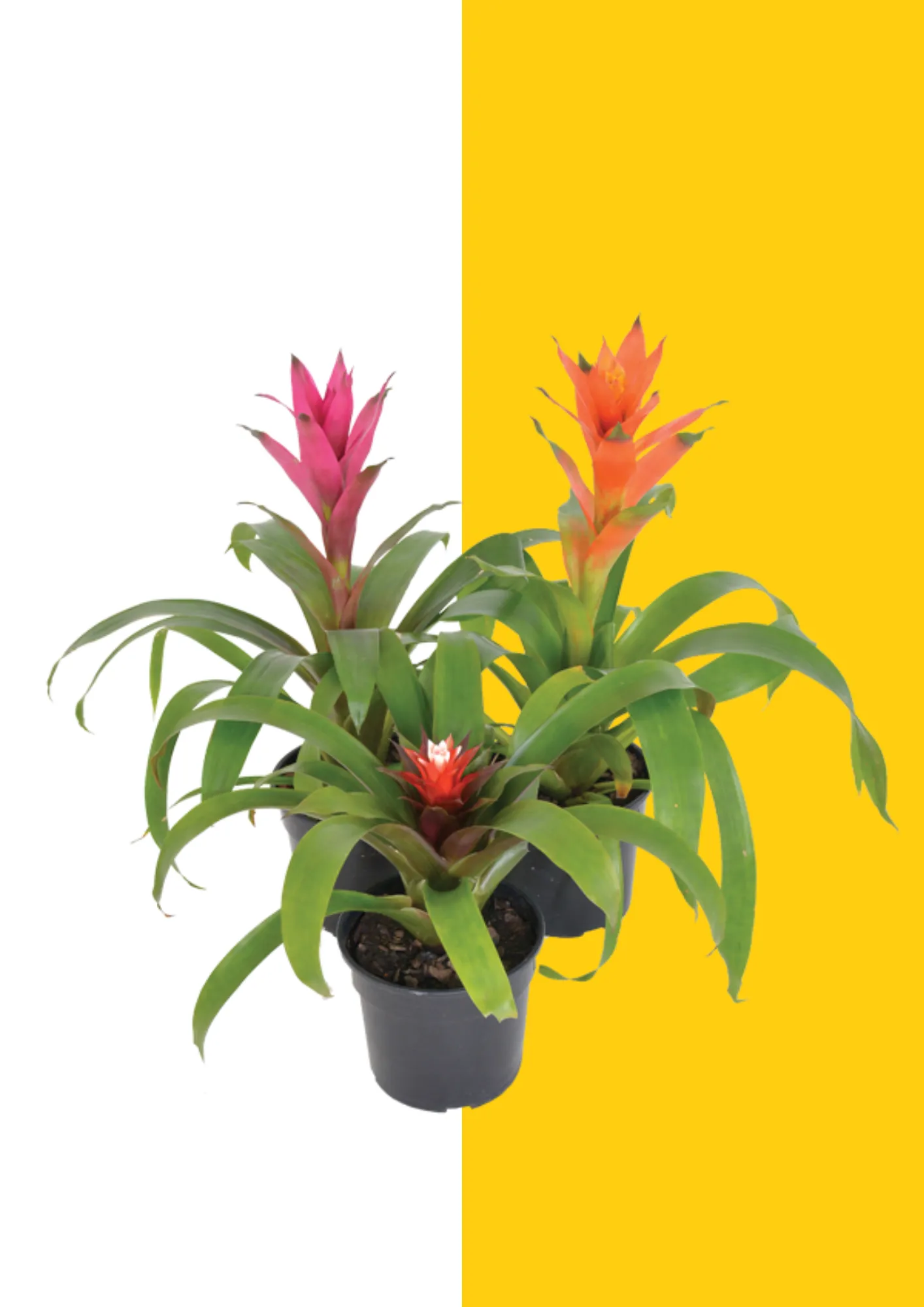 Guzmania Varieties 15cm