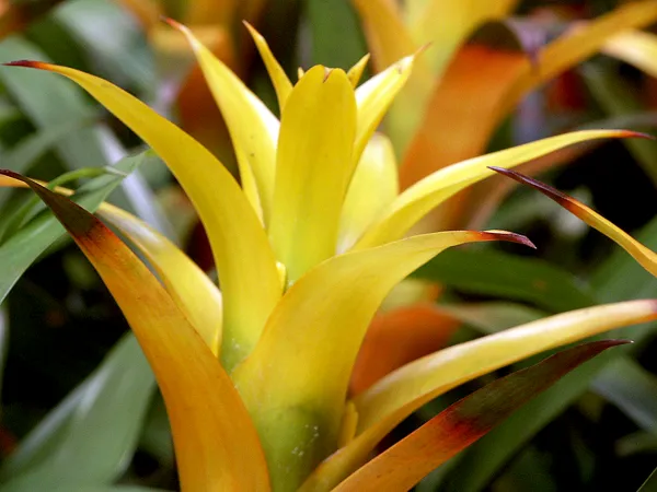 Guzmania Varieties 15cm